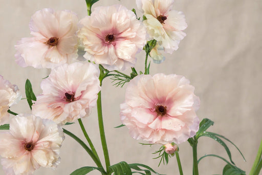 Ranunculus Flower Collection - Butterfly Ranunculus Ariadne Blush Pink 40-50CM (120 STEMS / BX)