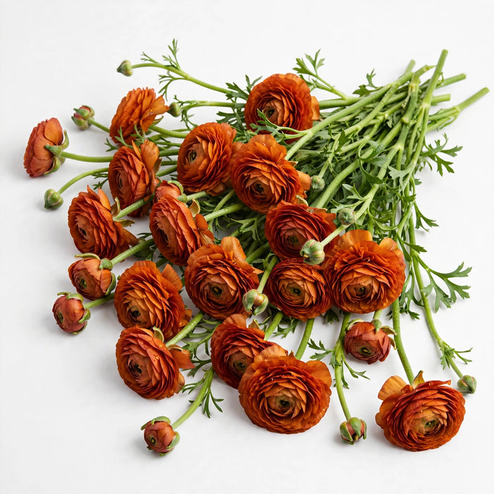 The Ranunculus Collection - Ranunculus Dark Orange 30-40CM (100 STEMS / BX)