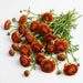 The Ranunculus Collection - Ranunculus Dark Orange 30-40CM (100 STEMS / BX)