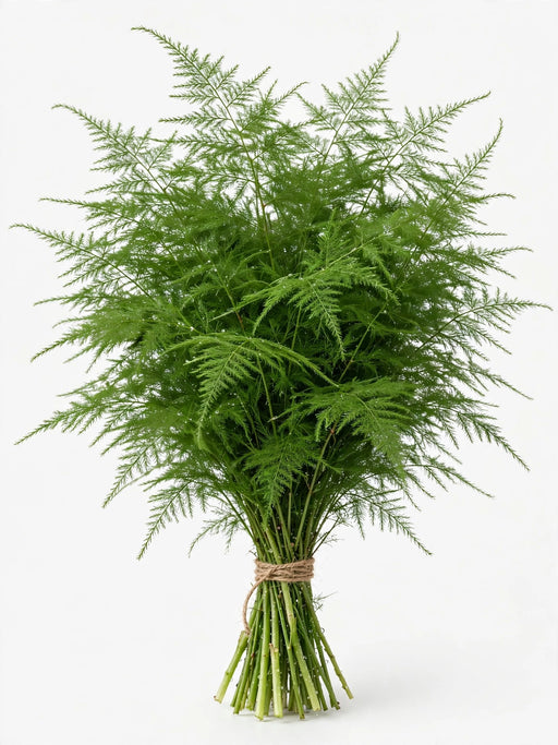 Plumosus 10BU./BX.