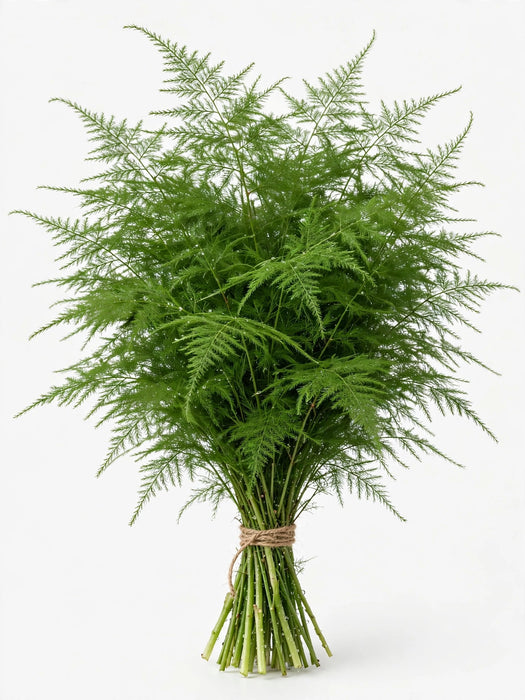 Plumosus 10BU./BX.
