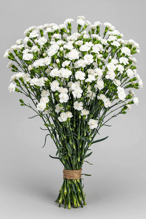 Mini Carnations - Moonpearl (10 Bunches Bu)