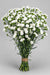 Mini Carnations - Moonpearl (10 Bunches Bu)