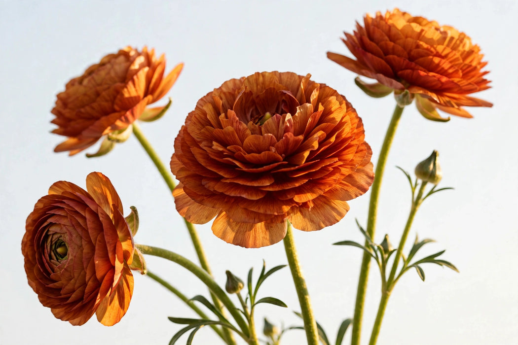 Ranunculus Flower Collection - Ranunculus Dark Orange 30-40CM (120 STEMS / BX)