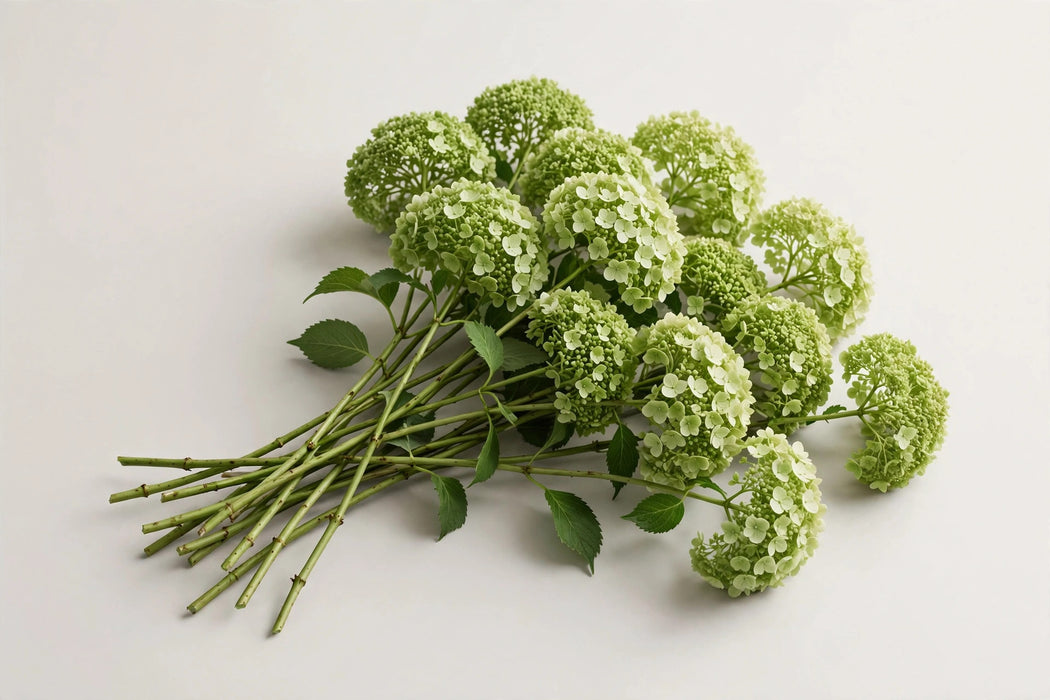 Premier Hydrangea Collection - Hydrangea Mini Green - 50 Stems/Box
