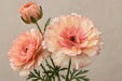 Ranunculus Flower Collection - Butterfly Ranunculus Eris Peach 50-60CM (120 STEMS / BX)