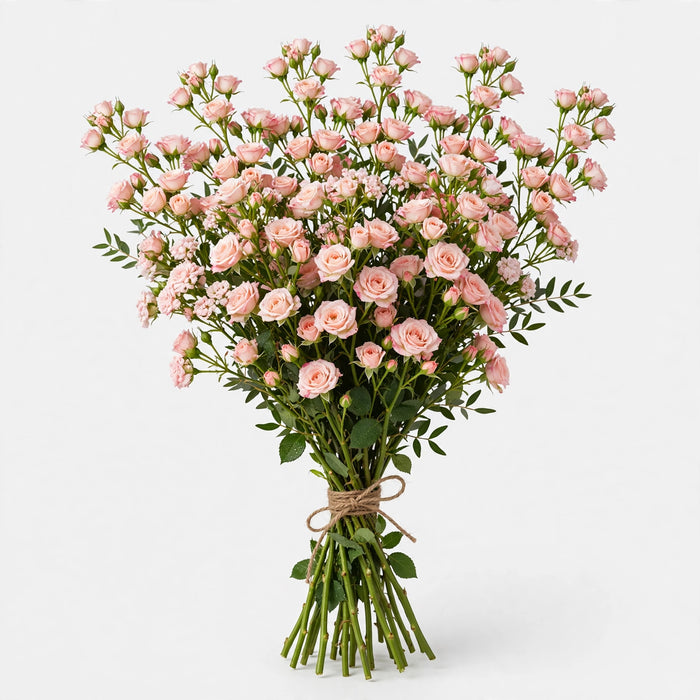 Spray Roses Starblush 40-45cm - 120 Stems/Box