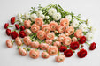 The Ranunculus Collection - Ranunculus Assorted 60 Peach + 20 Red + 20 White 40-50CM (100 STEMS / BX)