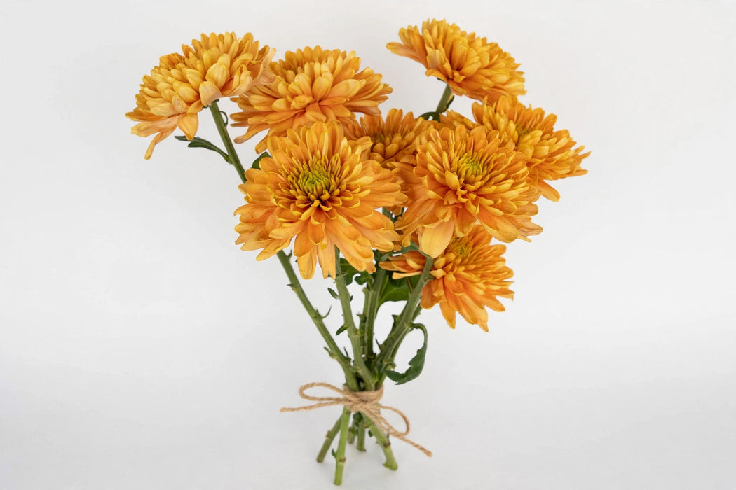 Cremon Orange - 100 Stems/Box
