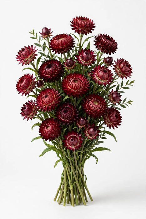 Next Day Delivery - STRAW FLOWER BURGUNDY 70cm 10st - Burgundy - 120 Stems [LIMITED]