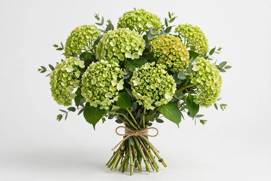 Hydrangea Mini Green - 50 Stems/Box