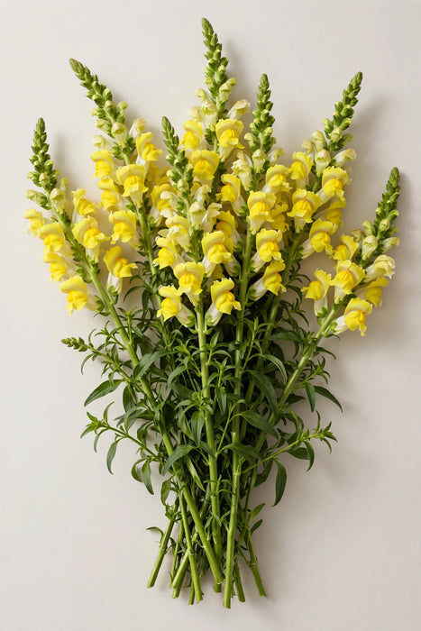 Next Day Delivery - Snapdragon Yellow 90CM 14BU/BX