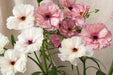 Ranunculus Flower Collection - Butterfly Ranunculus Assorted 60 Eris + 60 Phytalos 50-60CM (120 STEMS / BX)