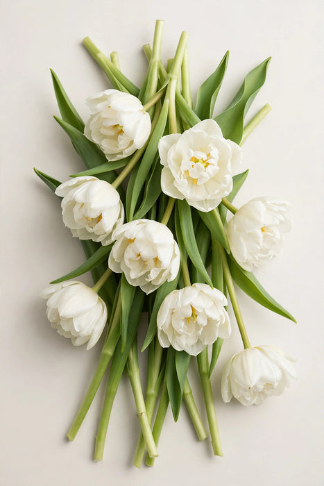 Tulip Collective - Double White Heart 35cm 35gr (50 STEMS / BX)