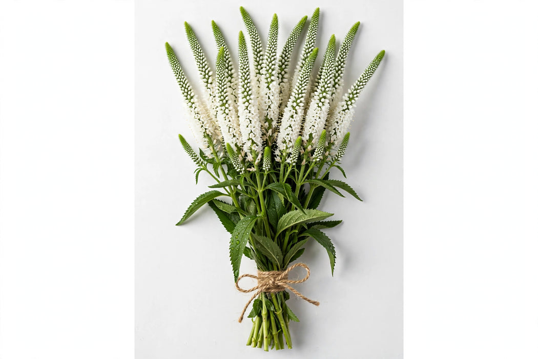 Veronica White 60cm - 12 Bunches/Box