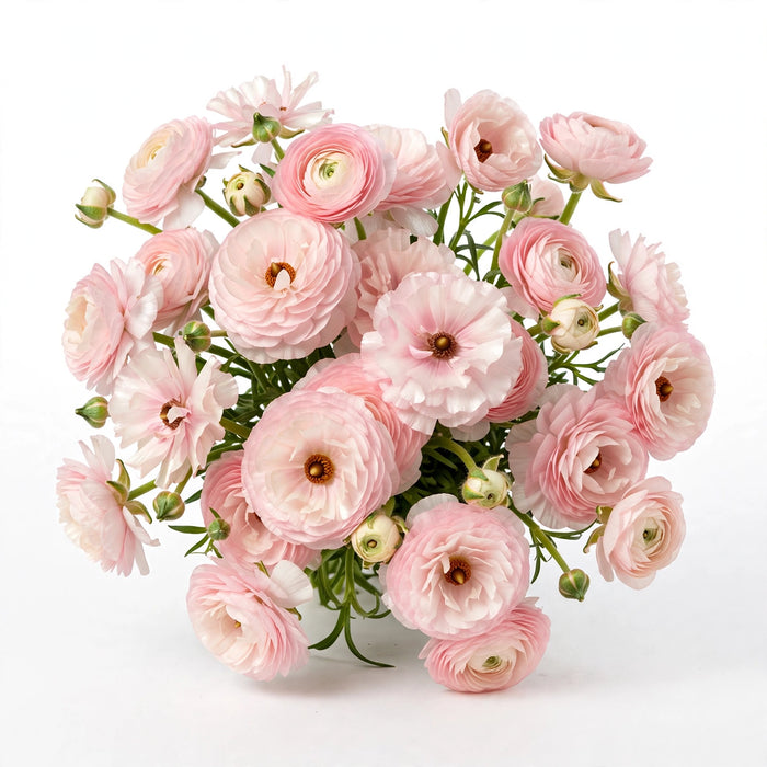 Next Day Delivery - Butterfly Ranunculus Blush Pink Ariadne 60-70 cm - 120 Stems [LIMITED]