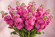 Next Day Delivery - STOCK HOT PINK 70cm 10st X80 - Hot Pink - 80 Stems [Limited]