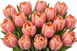 Tulip Collective - Ninja 35Cm 25Gr - Pink-Peach - 150 Stems