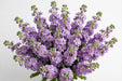Next Day Delivery - STOCK LAVENDER 70cm 10st - Lavender - 80 Stems [LIMITED]