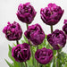 Tulip Collective - Saigon Ex - Purple - 150 Stems