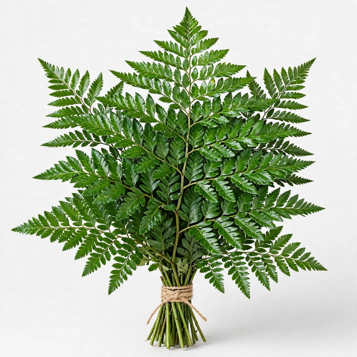 Leatherleaf Select 30BU/BX
