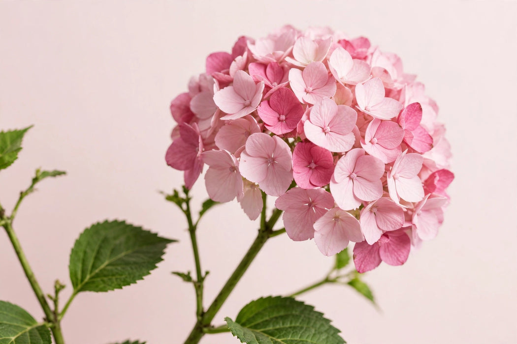 Hydrangea Classic Rodeo Old Pink 60CM 18CM - Bicolor Pink - 20 Stems
