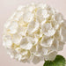Hydrangea Royal Princess 60CM 16CM - White - 30 Stems