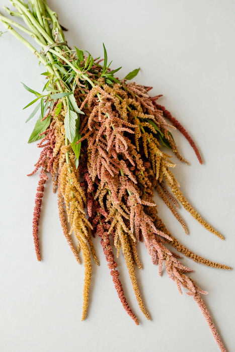 Next Day Delivery - Amaranthus Desert Yearning 60CM 200ST/BX