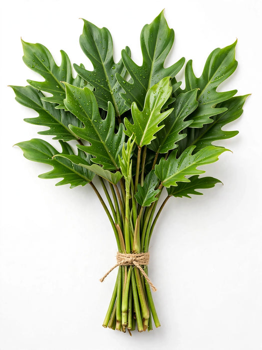 Xanadu - 10 Bunches/Box