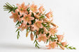 Next Day Delivery - LILY LA MENORCA (NEUMANN) 2+ 70cm 10st - Peach - 70 Stems [LIMITED]