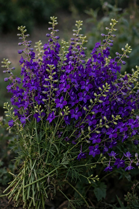 Next Day Delivery - LARKSPUR PURPLE 80cm 10st - Purple - 120 Stems [Limited]