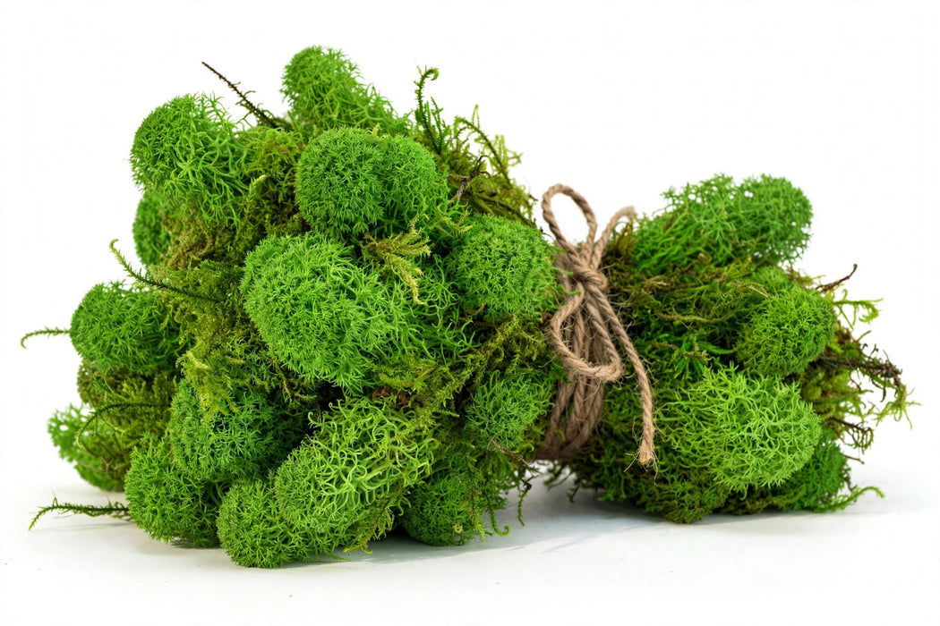Moss Mood