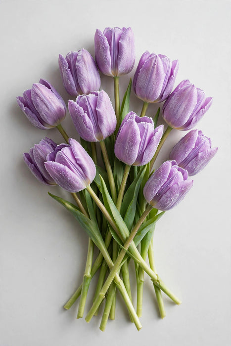 Tulip Collective - Dyed Frost Pastel Violet 37cm 35gr (50 STEMS / BX)
