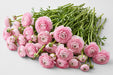 The Ranunculus Collection - Romance Ranunculus Seine Pink 30-40CM (100 STEMS / BX)