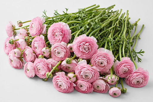 The Ranunculus Collection - Romance Ranunculus Seine Pink 30-40CM (100 STEMS / BX)