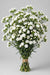 Mini Carnation White - 15 Bunches