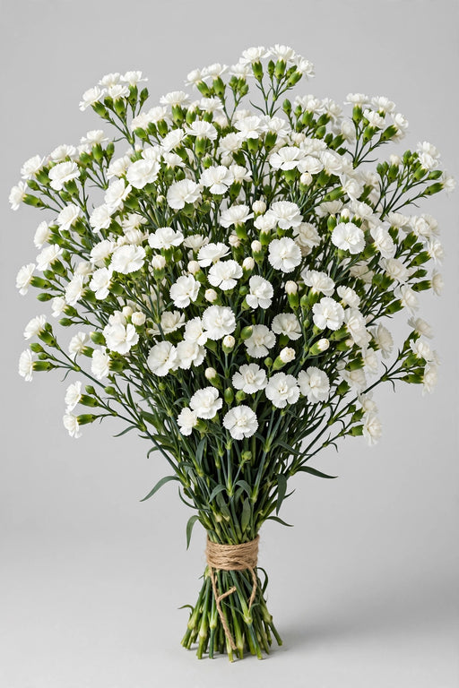 Mini Carnation White - 15 Bunches