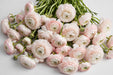 The Ranunculus Collection - Romance Ranunculus Courchevel Blush White 40-50CM (100 STEMS / BX)