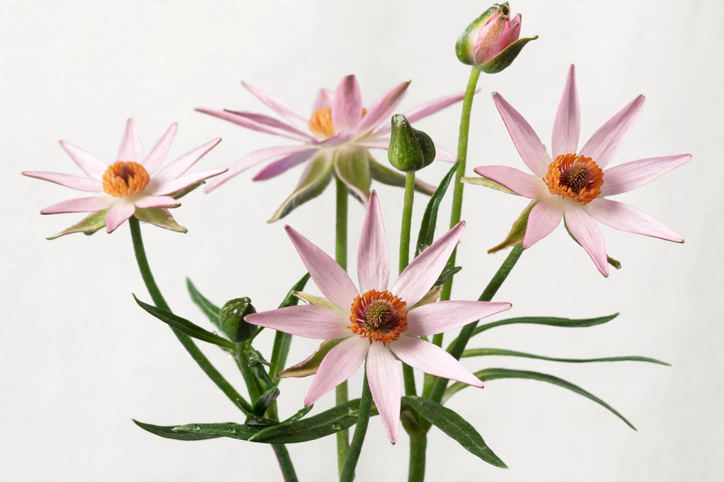 Ranunculus Flower Collection - Butterfly Ranunculus Lycia Pink 40-50CM (120 STEMS / BX)