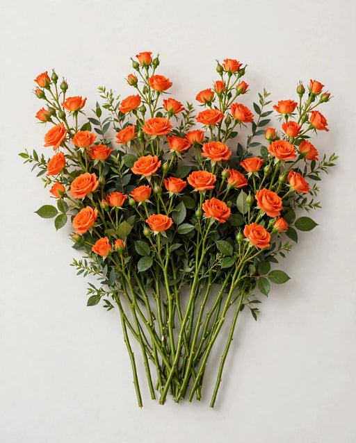 Spray Roses Orange Babe 50cm 120ST/BX