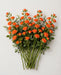 Spray Roses Orange Babe 50cm 120ST/BX