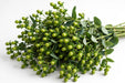 Next Day Delivery - HYPERICUM COCO BAMBOO 70cm 10st x60 - Green - 60 Stems [LIMITED]