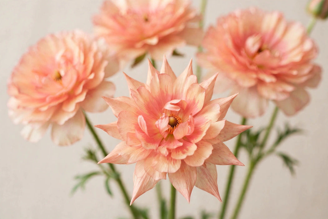 Ranunculus Flower Collection - Butterfly Ranunculus Eris Peach 60-70CM (120 STEMS / BX)