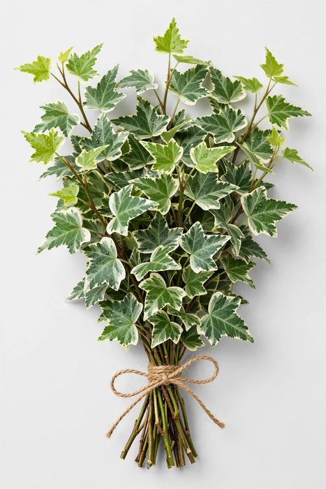 Italian Ivy Variegated - 100 Stems/Box