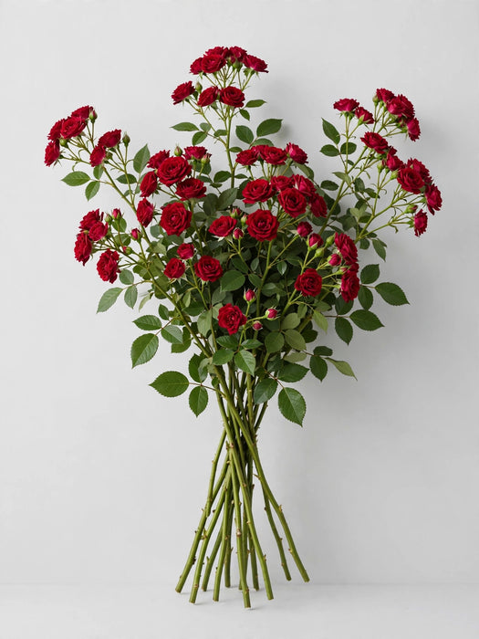Next Day Delivery - Spray Roses Rubicon 50CM 120ST/BX