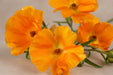 Ranunculus Flower Collection - Butterfly Ranunculus Charis Orange 40-50CM (120 STEMS / BX)
