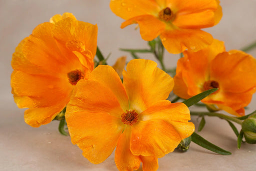 Ranunculus Flower Collection - Butterfly Ranunculus Charis Orange 40-50CM (120 STEMS / BX)