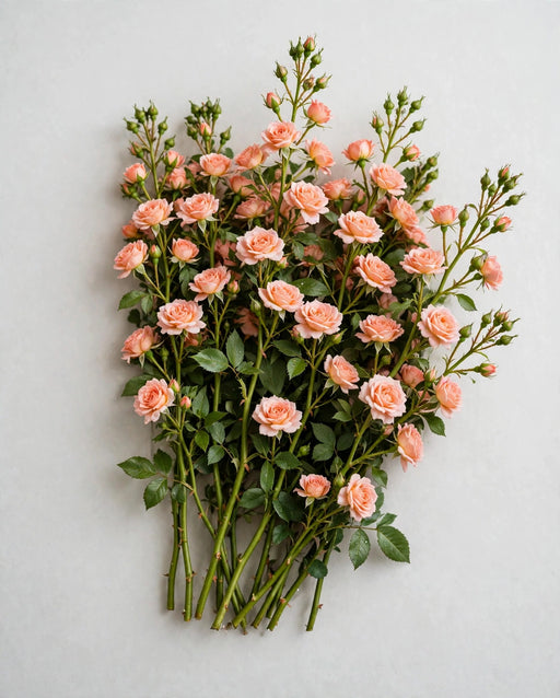 Spray Roses Irishka Peach 50cm 120ST/BX