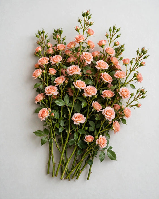 Spray Roses Irishka Peach 50cm 120ST/BX