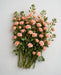 Spray Roses Irishka Peach 50cm 120ST/BX